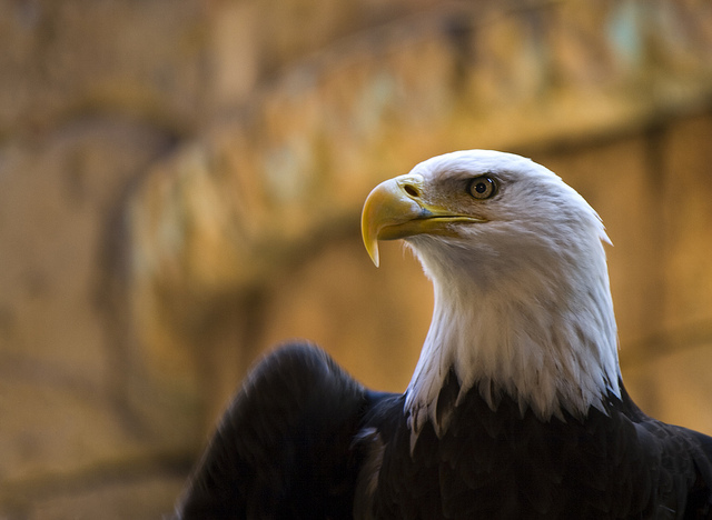 eagle 3d model free download